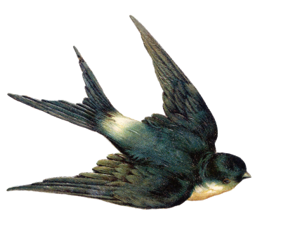 Ласточка на прозрачном фоне