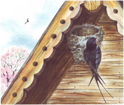 Гнездо ласточки под крышей дома