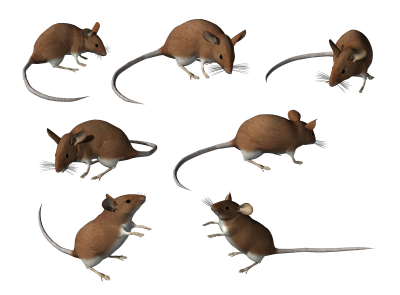 Грызуны на прозрачном фоне