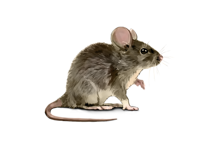 Мышка картинка на прозрачном фоне