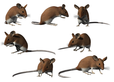 Мышка для детей