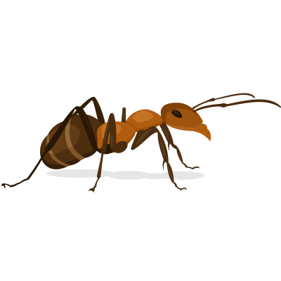 Муравей рисунок