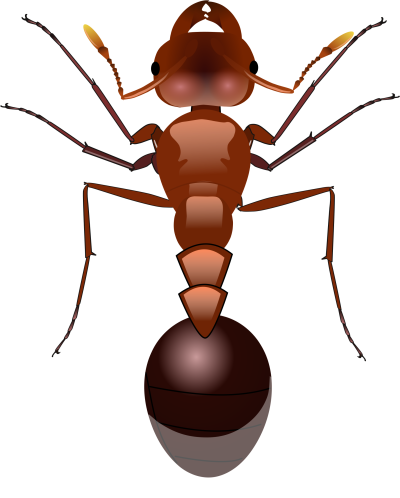 Муравьишка на белом фоне