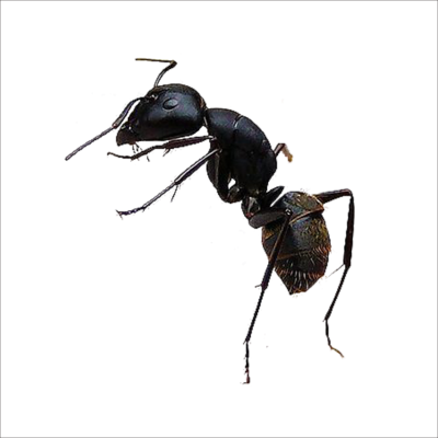 Насекомые муравей