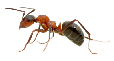 Муравьишка без фона