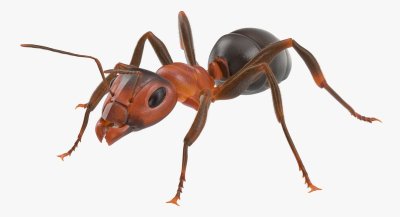 Муравей на белом фоне