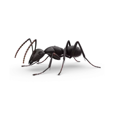 Муравей на бе од ом фоне