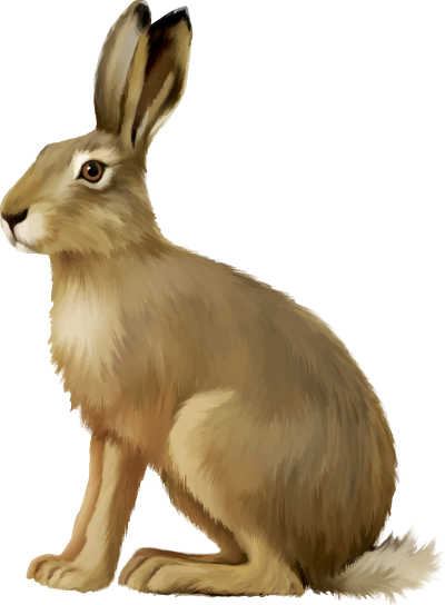 Кролик на прозрачном фоне
