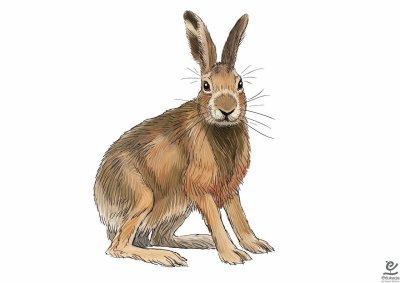 Заяц иллюстрация