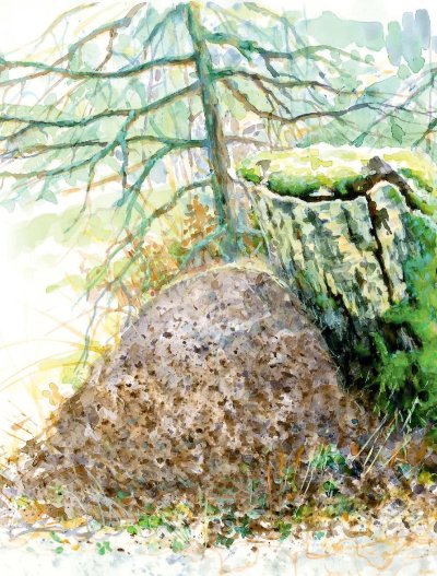 Муравейник рисунок