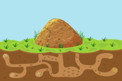 Термит рисунок