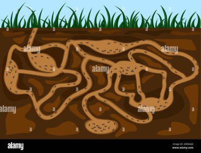 Муравейник вектор