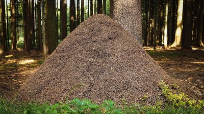 Муравейник гнездо муравьев