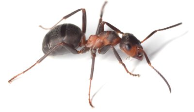 Прозрачные муравьи