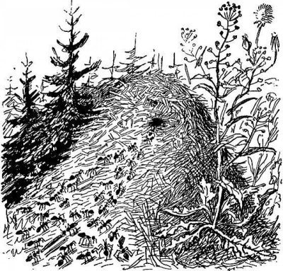 Муравейник картинка раскраска