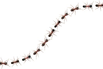 Фон муравьи