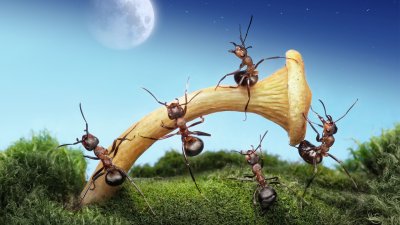 Андрей Павлов муравьи