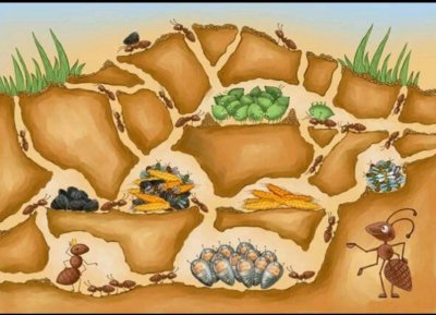 Строение муравейника для детей