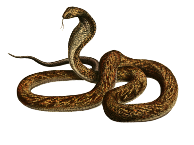 Змея на прозрачном фоне