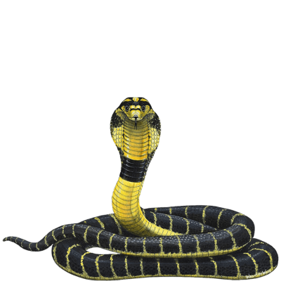 Змея на белом фоне