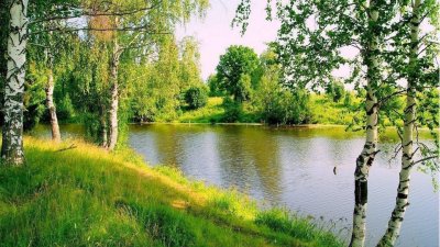 Родина березы речка Россия