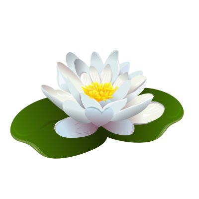 Рисунок кувшинки