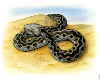 Рисунки гадюки