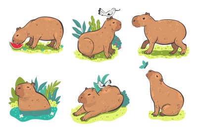 Capybara на белом фоне