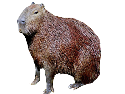 Капибара без фона