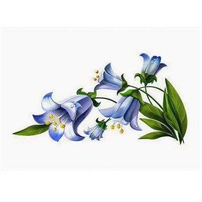 Рисунки цветов колокольчиков