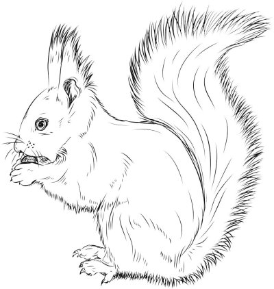 Раскраска Белочка