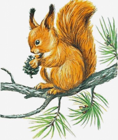 Белка рисунок