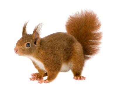 Белка на прозрачном фоне