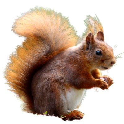 Животные на прозрачном фоне