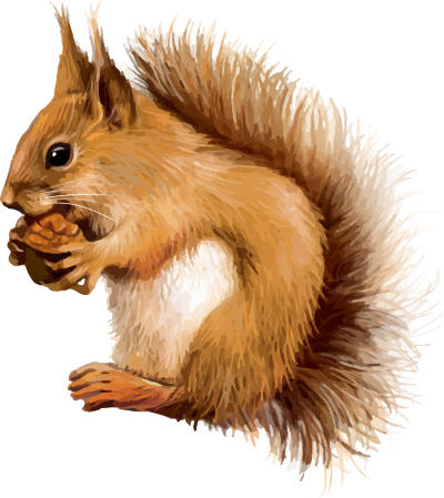 Белочка на белом фоне