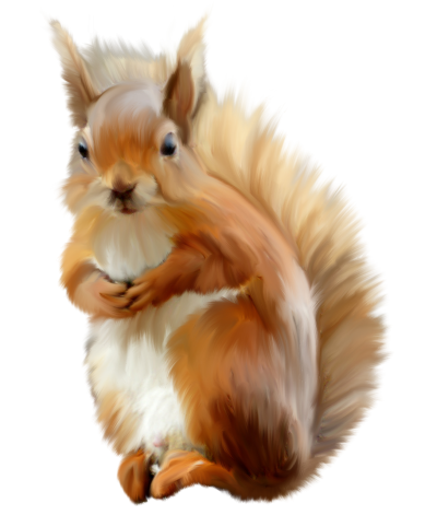 Белка на белом фоне