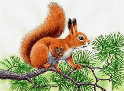 Рисунок белки