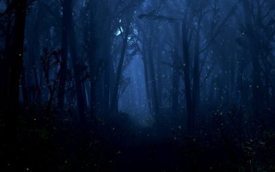 «Ночь в лесу»