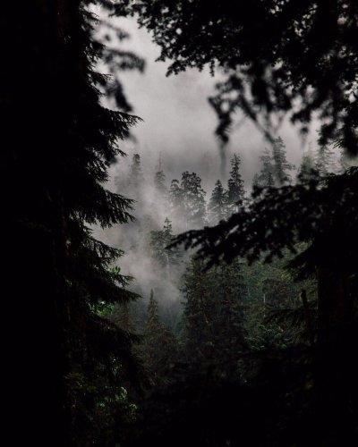 Лес в тумане