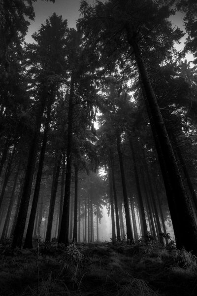 Черный лес Шварцвальд туман