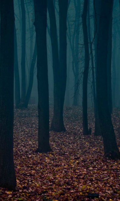 Темные леса