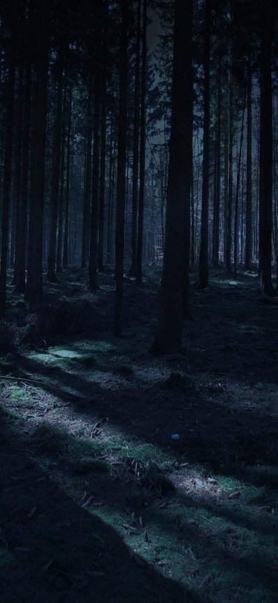 Дарк Форест