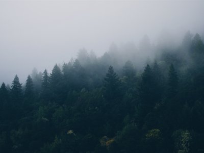 Лес в тумане HD