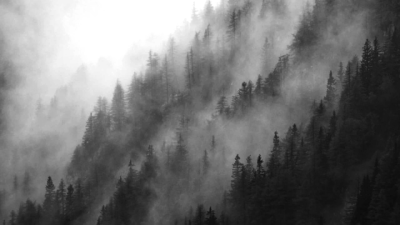 Лес Шварцвальд в тумане