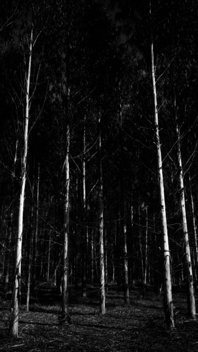 Темное дерево