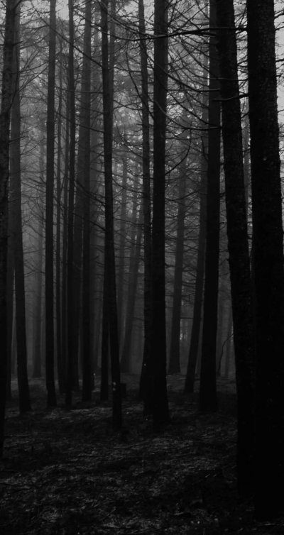 Темный лес