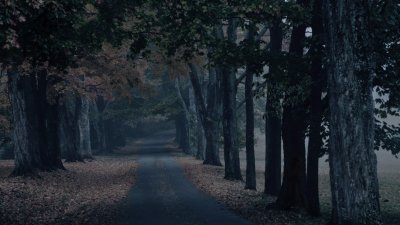 Темный лес