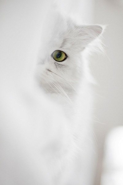 Белый котик
