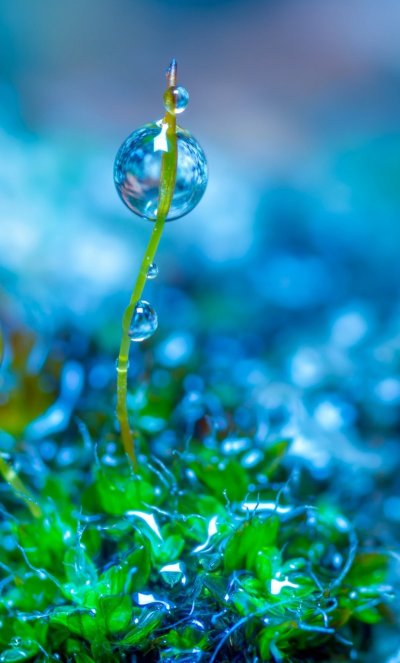 Макросъемка природа