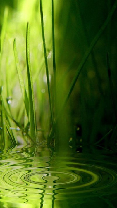 Красивый зеленый цвет